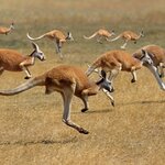 Spend time with the native wildlife on Kangaroo Island