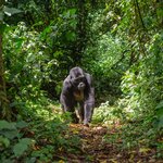 Enjoy a gorilla-tracking expedition in Bwindi Impenetrable Forest National Park