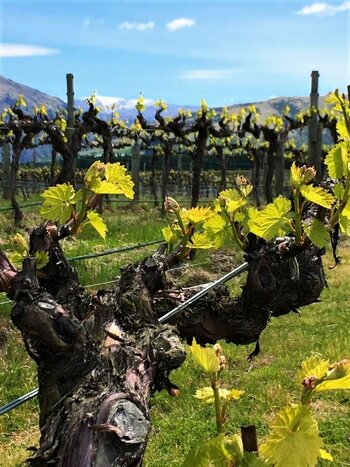 PRIVATE BOUTIQUE WINE TOUR