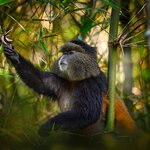 Observe golden monkeys in Mgahinga National Park