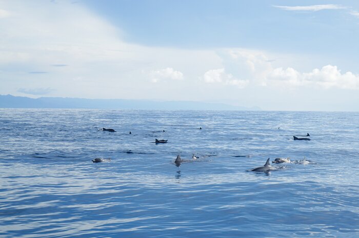 Whale and Dolphin Watching Tour in Bohol