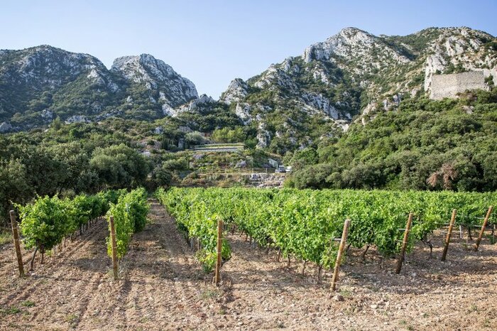 Guided visit, wine and olive oil tasting at Chateau Romanin