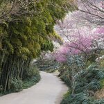 Snap pretty pics of plum blossoms at every turn at Gwangyang Maehwa Festival