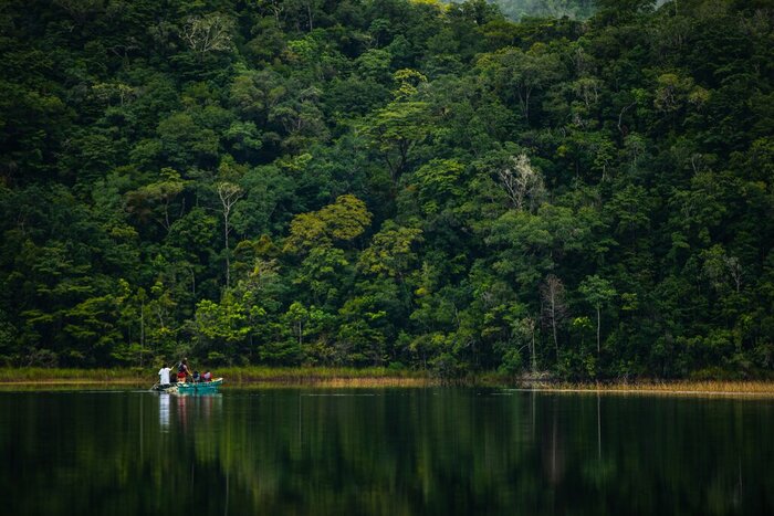 Tranquil rainforest view