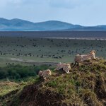 Spot big cats like cheetahs as you race across Kenya's national parks on safari