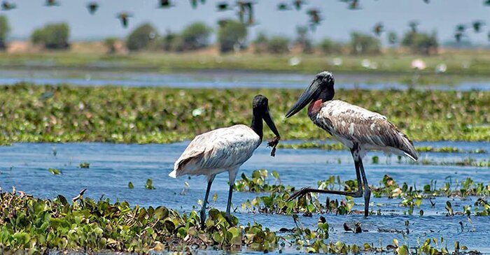Birding-by-Boat at Lodge and Crooked Tree; Baboon Sanctuary