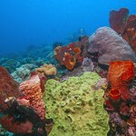 Dive the colorful coral reefs of Fiji