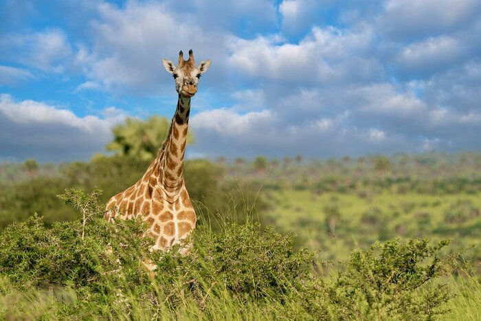 Baringo giraffe in Murchison Falls National Park, Uganda