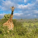 Baringo giraffe in Murchison Falls National Park, Uganda