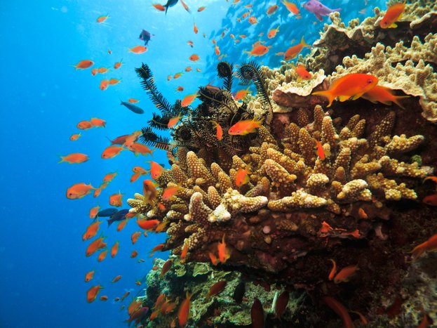 Outer Barrier Reef Cruise