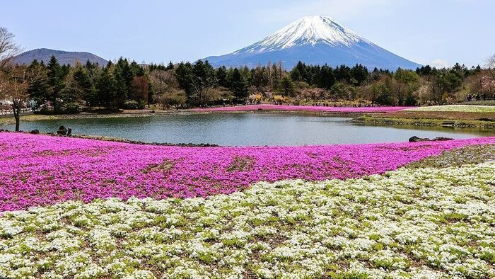 1-Day Mt. Fuji & Hakone Tour [Return by train] With Lunch, From Shinjuku