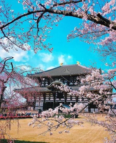 Nara Day Tour from Kyoto