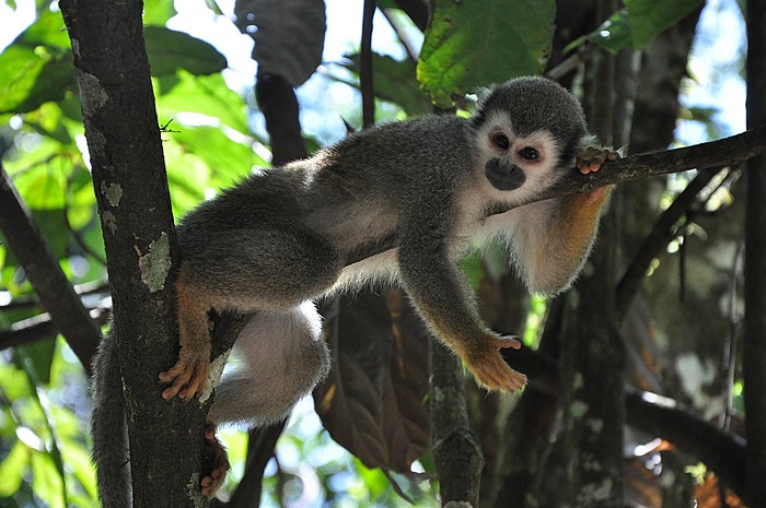 Rainforest Adventure (Huasquila Lodge)
