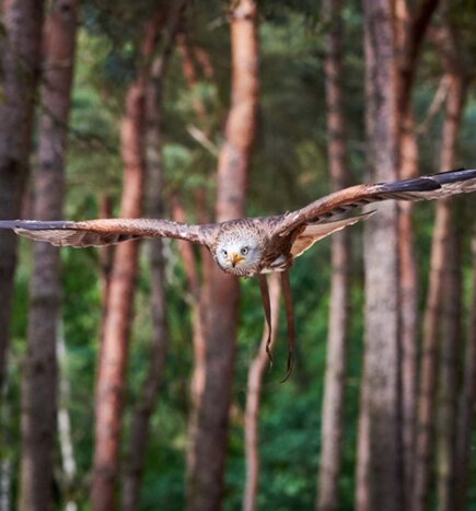 Private Falconry Experience 