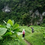 Take guided hikes through the lush countryside near Mai Chau
