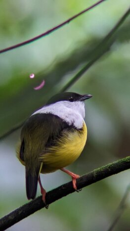 Tenorio Volcano and Rio Celeste Guided Hike