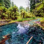 Finish the trip in Rotorua, where you can explore geothermal activity and redwood forests