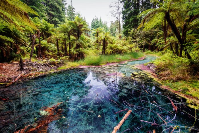 Finish the trip in Rotorua, where you can explore geothermal activity and redwood forests