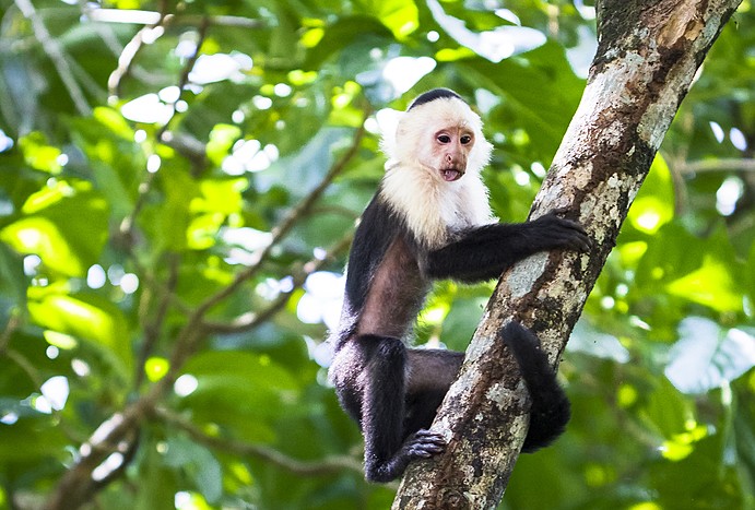Private: Children's Eternal Rainforest Guided Hike