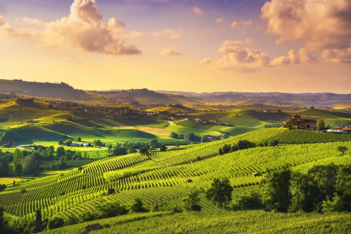 The Langhe hills wine tasting (1 winery)