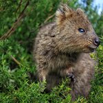 See the smiling quokka, the "world's happiest animal," on Rottnest Island