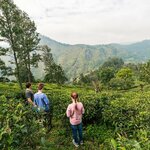 Visit a Ceylon tea estate with the family in tow