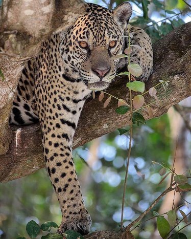 Full-Day Jaguar Safari Tour in Porto Jofre