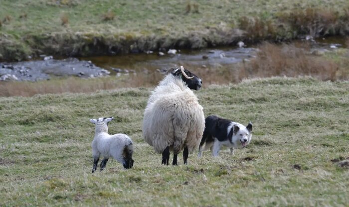 World of Sheepdogs