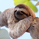 Three-toed sloth lounging in the trees