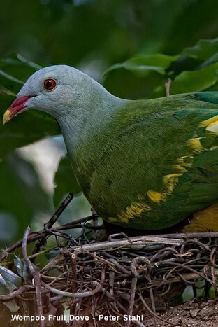 Full Day Bird Safari