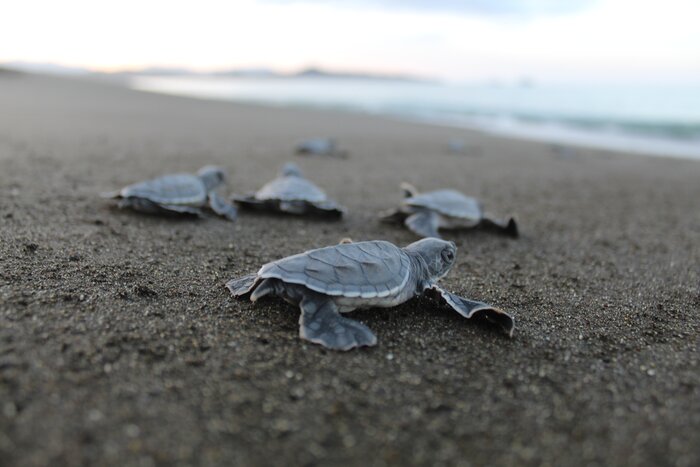 Turtle Nesting Watching