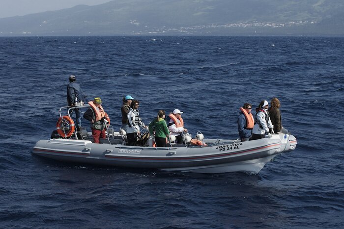 Get up close and personal to whales and other species