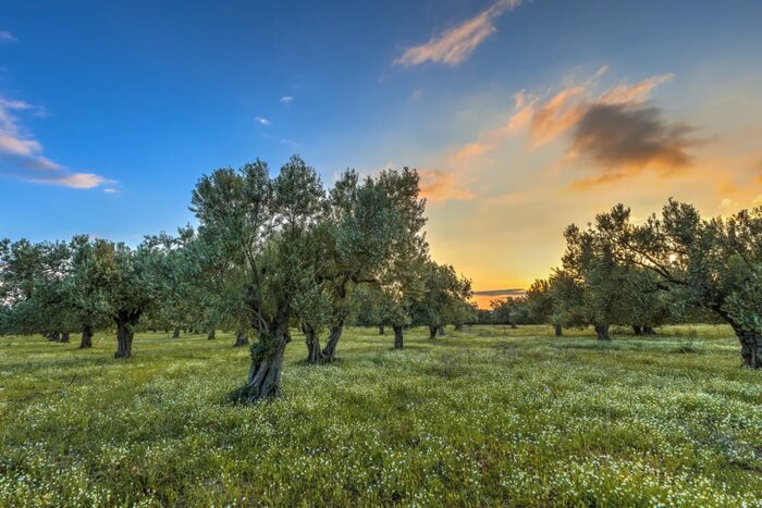 Hiking Among the Olive Groves with Lunch in Monemvasia