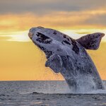 A whale breaching off the coast near Puerto Madryn