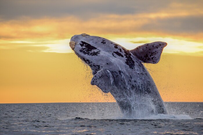 A whale breaching off the coast near Puerto Madryn