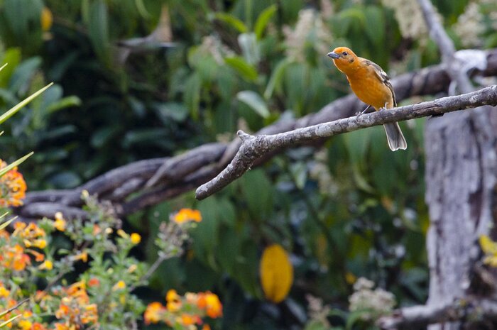 Private Birdwatching and Natural History at Hotel Savegre