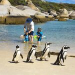 Meet the penguins at Boulders Beach