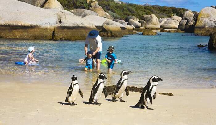 Meet the penguins at Boulders Beach
