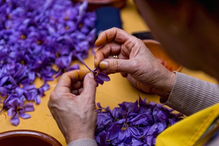 Ouarzazate to Marrakech via Taliouine to Stop by the Saffron's Farms (Depends on Season) and Ait Beenhaddou