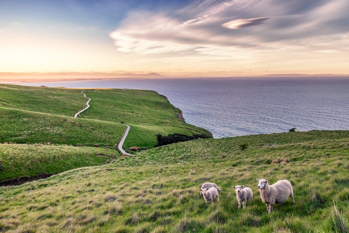 See plenty of sheep as you explore the coastline from Christchurch