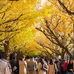 Walk through the ginko trees on Tokyo's Meiji Jingu Gaien Ginkgo Avenue 