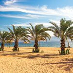 Palms along the Red Sea beaches of Aqaba