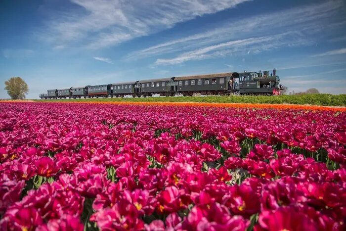 Hoorn - Tulip tram