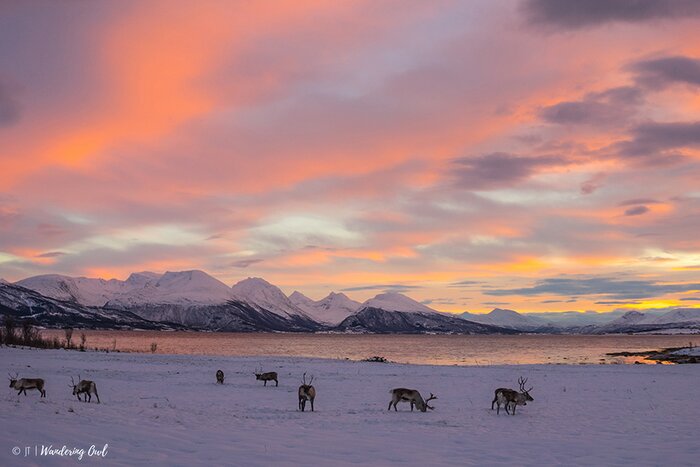 Winter Arctic Landscapes Tour