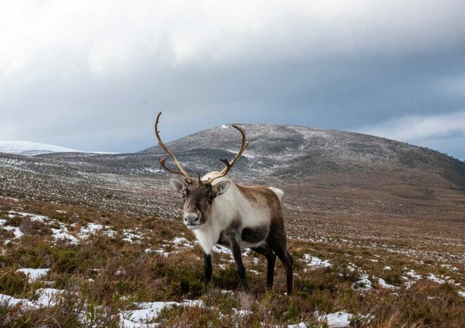 Cairngorms National Park Wildlife Tour