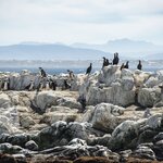 Cruise to Dyer Island to see the Big Five marine animals—whales, dolphins, penguins, seals, and great white sharks