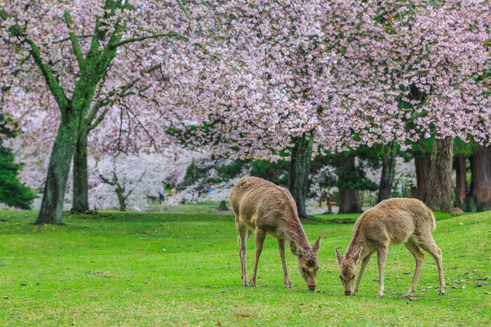 Full Day Nara Tour From Kyoto with English Speaking Guide (Private)