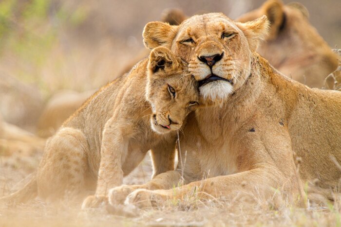 A mother lion and her cub share a moment