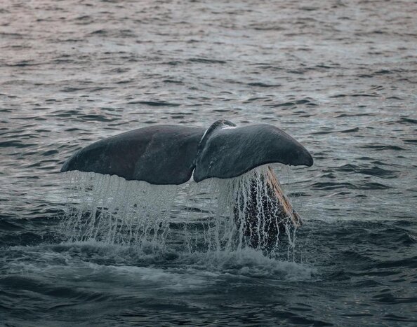 Whale Watch Kaikoura by boat