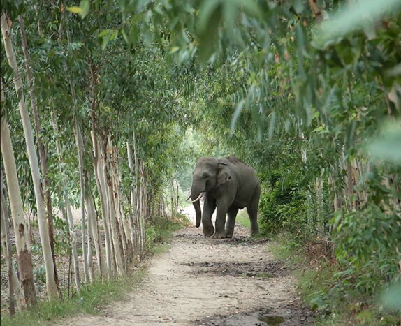 Enroute Delhi to Agra, visit  Wildlife SOS Elephant Conservation and Care Center